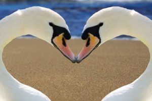 Two swans, beak-to-beak, forming heart shape